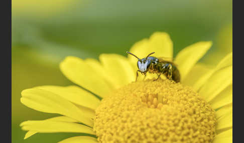 Rainfarn-Maskenbiene (Hylaeus nigritus)