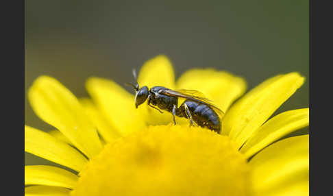 Rainfarn-Maskenbiene (Hylaeus nigritus)