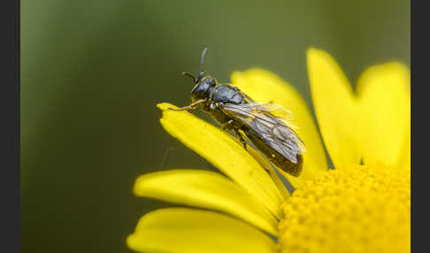 Rainfarn-Maskenbiene (Hylaeus nigritus)