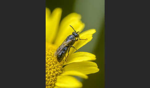 Rainfarn-Maskenbiene (Hylaeus nigritus)