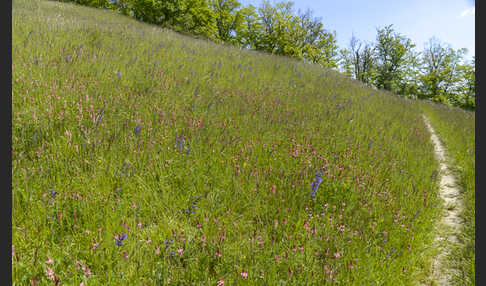 Saat-Esparsette (Onobrychis viciifolia)