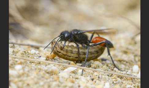 Borstige Sandwespe (Podalonia hirsuta)