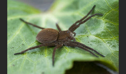 Gerandete Wasserspinne (Dolomedes plantarius)