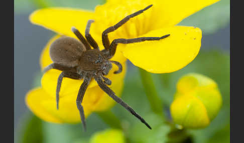 Gerandete Wasserspinne (Dolomedes plantarius)