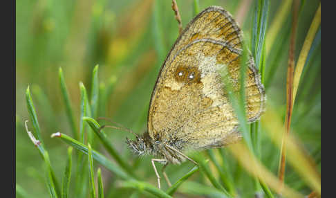 Rostbraunes Ochsenauge (Pyronia tithonus)