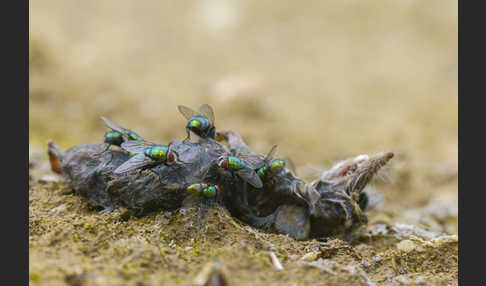Goldfliege (Lucilia spec.)
