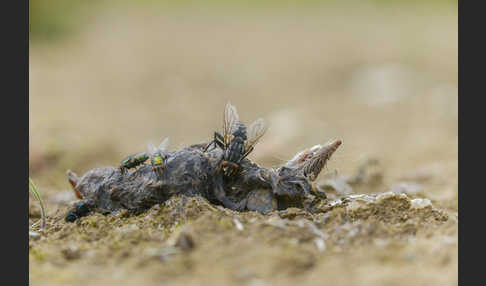 Fleischfliege spec. (Sarcophagidae spec.)