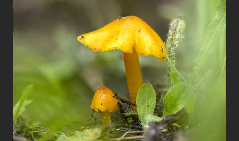 Safrangelber Saftling (Hygrocybe persistens)