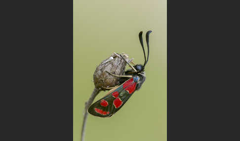 Esparsettenwidderchen (Zygaena carniolica)