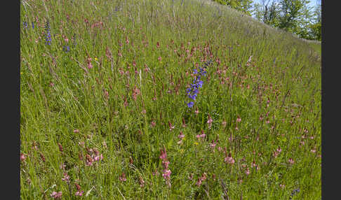 Saat-Esparsette (Onobrychis viciifolia)