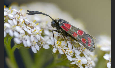 Esparsettenwidderchen (Zygaena carniolica)