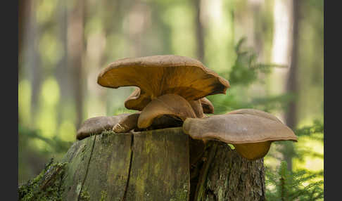 Austernseitling (Pleurotus ostreatus)