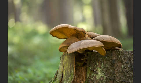 Austernseitling (Pleurotus ostreatus)