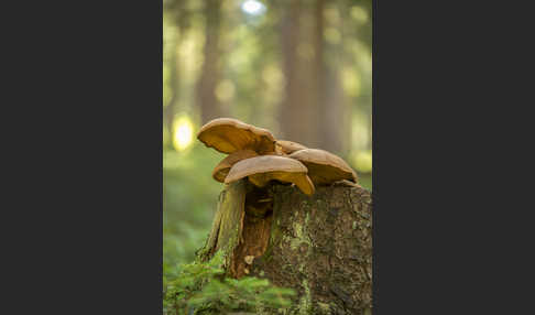 Austernseitling (Pleurotus ostreatus)