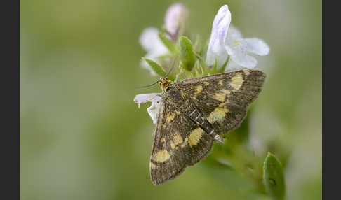 Goldzünsler (Pyrausta aurata)