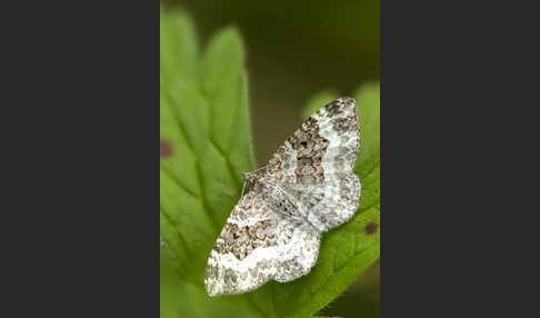 Graubinden-Labkrautspanner (Epirrhoe alternata)