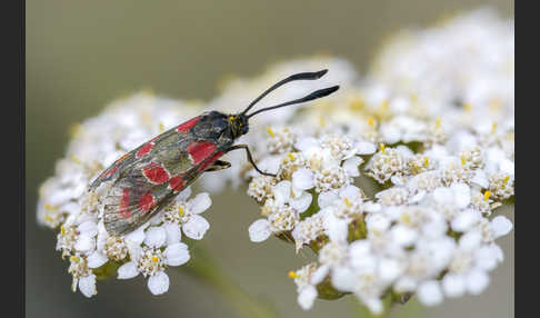 Esparsettenwidderchen (Zygaena carniolica)