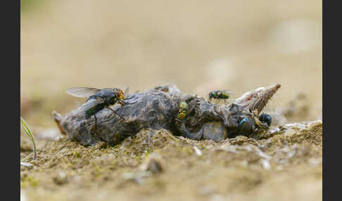 Schmeißfliege spec. (Calliphoridae spec.)