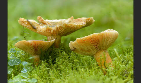 Fichtenreizker (Lactarius deterrimus)