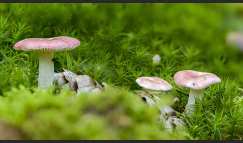 Birkenspeitäubling (Russula betularum)