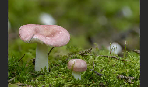 Birkenspeitäubling (Russula betularum)