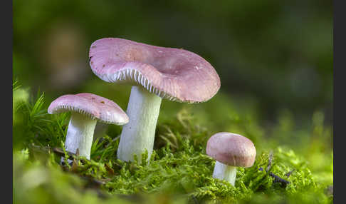 Birkenspeitäubling (Russula betularum)