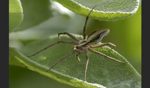 Raubspinne spec. (Pisaura  mirabilis)