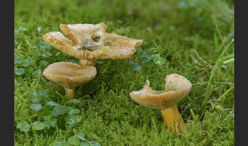 Fichtenreizker (Lactarius deterrimus)