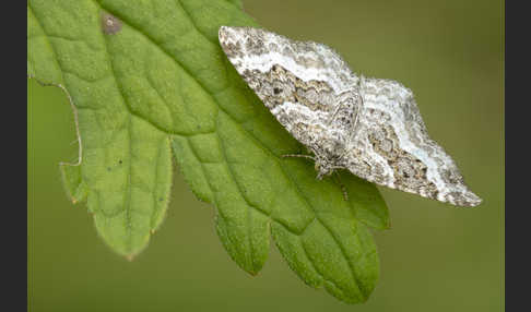 Graubinden-Labkrautspanner (Epirrhoe alternata)