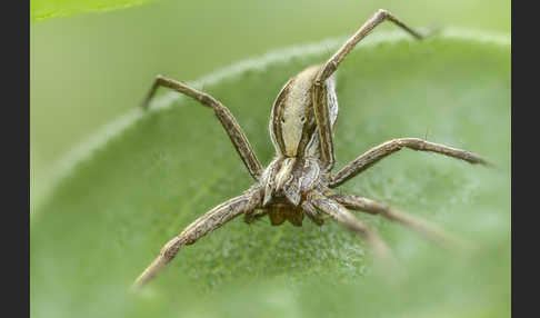 Raubspinne spec. (Pisaura  mirabilis)