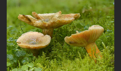 Fichtenreizker (Lactarius deterrimus)