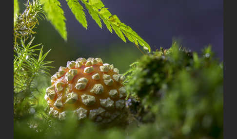 Fliegenpilz (Amanita muscaria)