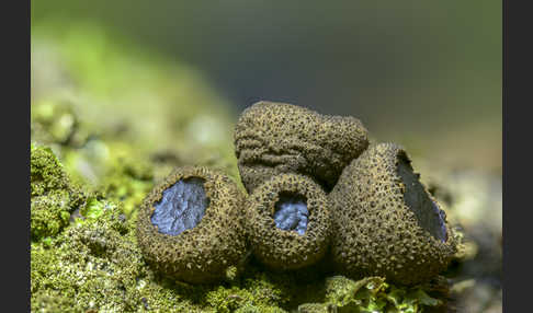 Schmutzbecherling (Bulgaria inquinans)