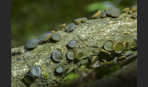 Schmutzbecherling (Bulgaria inquinans)