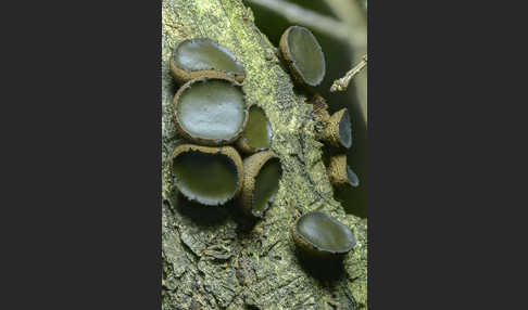 Schmutzbecherling (Bulgaria inquinans)