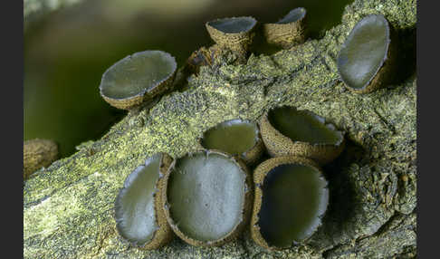 Schmutzbecherling (Bulgaria inquinans)