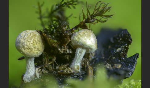 Stäubender Zwitterling (Nyctalis asterophora)