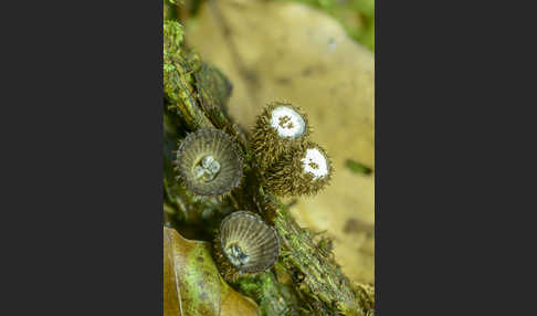 Gestreifter Teuerling (Cyathus striatus)