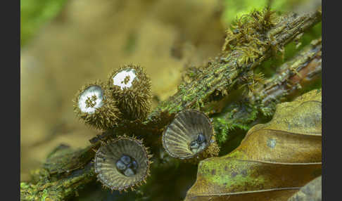 Gestreifter Teuerling (Cyathus striatus)