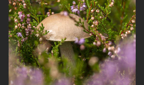 Heidekraut (Calluna vulgaris)