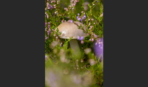 Heidekraut (Calluna vulgaris)