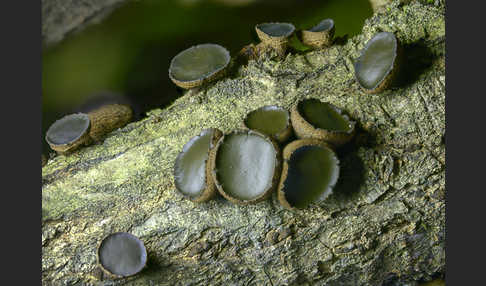 Schmutzbecherling (Bulgaria inquinans)