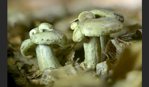 Graugrüner Milchling (Lactarius blennius)