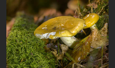 Orangerote Graustiel-Täubling (Russula decolorans)