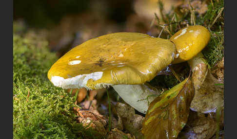 Orangerote Graustiel-Täubling (Russula decolorans)