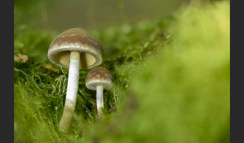 Wässriger Mürbling (Psathyrella piluliformis)