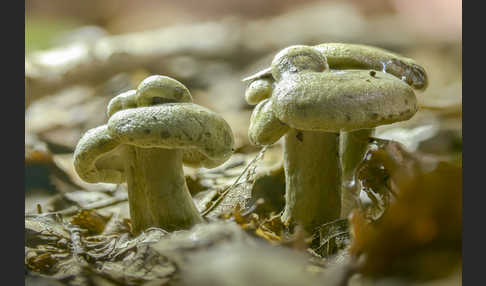 Graugrüner Milchling (Lactarius blennius)