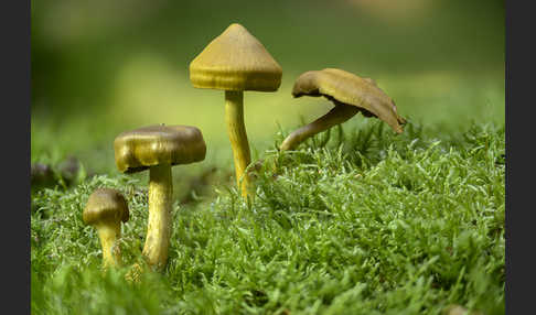 Blutblättriger Hautkopf (Cortinarius semisanguineus)