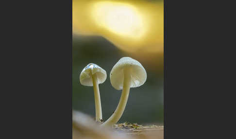 Fleischbräunlicher Helmling (Mycena metata)