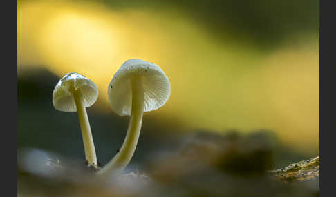 Fleischbräunlicher Helmling (Mycena metata)